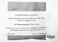 Psoroma hypnorum image